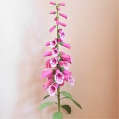 foxgloves