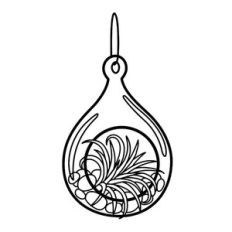 air plant terrarium