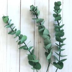 eucalyptus spiral stem