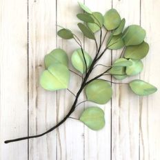 eucalyptus silver dollar branch