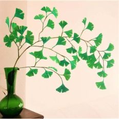 ginkgo