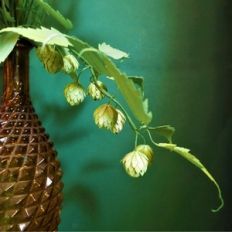 hops vine