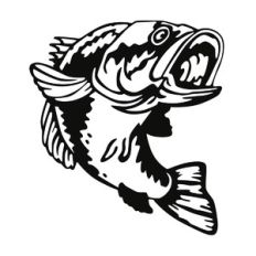 bass fish