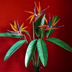 bird of paradise