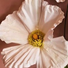 matilija poppy