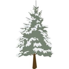 snowy pine