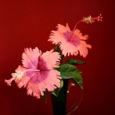 hawaiian hibiscus