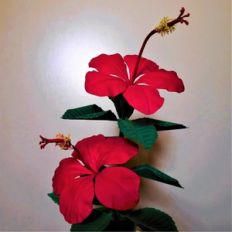 red hibiscus