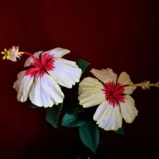 white hibiscus