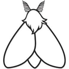 white moth