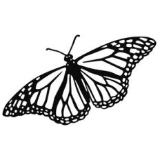 butterfly