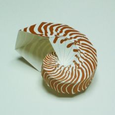 pentagon nautilus