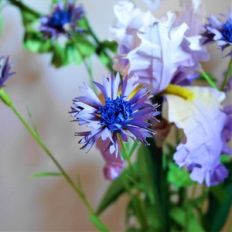 cornflower
