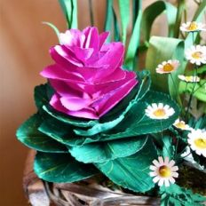 ornamental cabbage