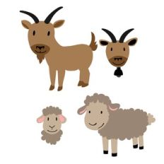 goat and sheep
