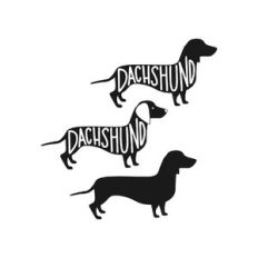 dachshund