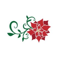 poinsettia