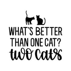 what's better than one cat