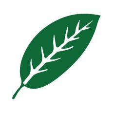 tropical leaf