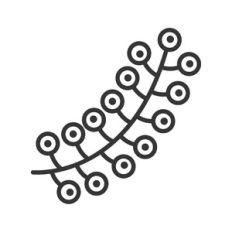 floral branch