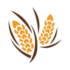 thanksgiving wheat