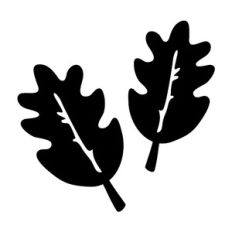 acorn leaves