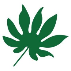 tropical leaf
