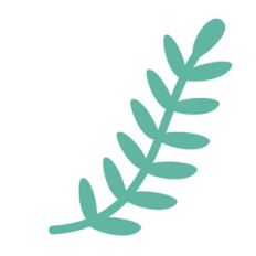 plant stem