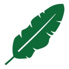 tropical leaf
