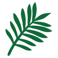 tropical leaf