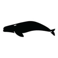 whale