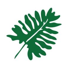 tropical leaf