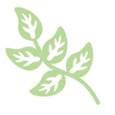plant stem