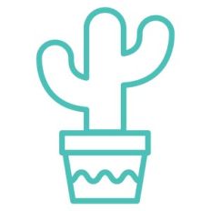potted succulent
