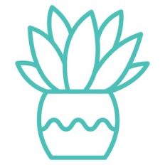 potted succulent
