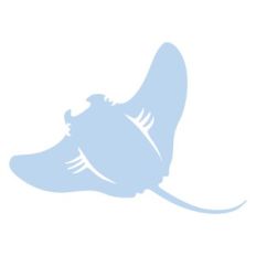 cute sea animals