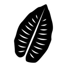tropical leaf