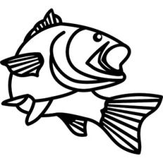 fish caught