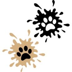 splash paw