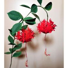 schizopetalus hibiscus