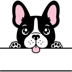french bulldog