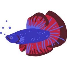 layered beta fish