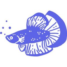 one color beta