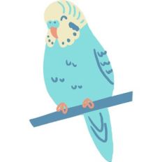 layered parakeet