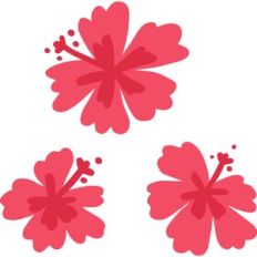 hibiscus flower