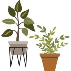 potted plants