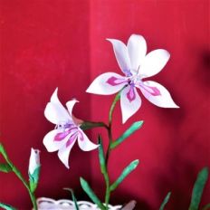 gladiolus colvillei