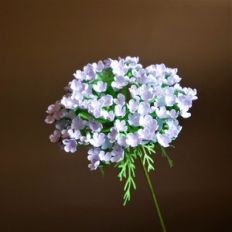 queen anne's lacce