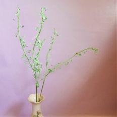 shepherds purse