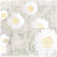 daisy flowers canvas impressions background paper